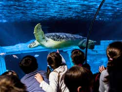 Children in the Aquarium