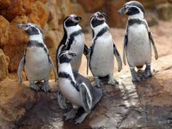 Penguins at the Sea Life Centre