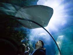 Tunnel in the Sea Life Centre