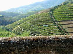Douro Valley, vineyards